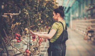 Woman working in a tomato greenhouse .