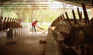 Man cleaning stables on a farm