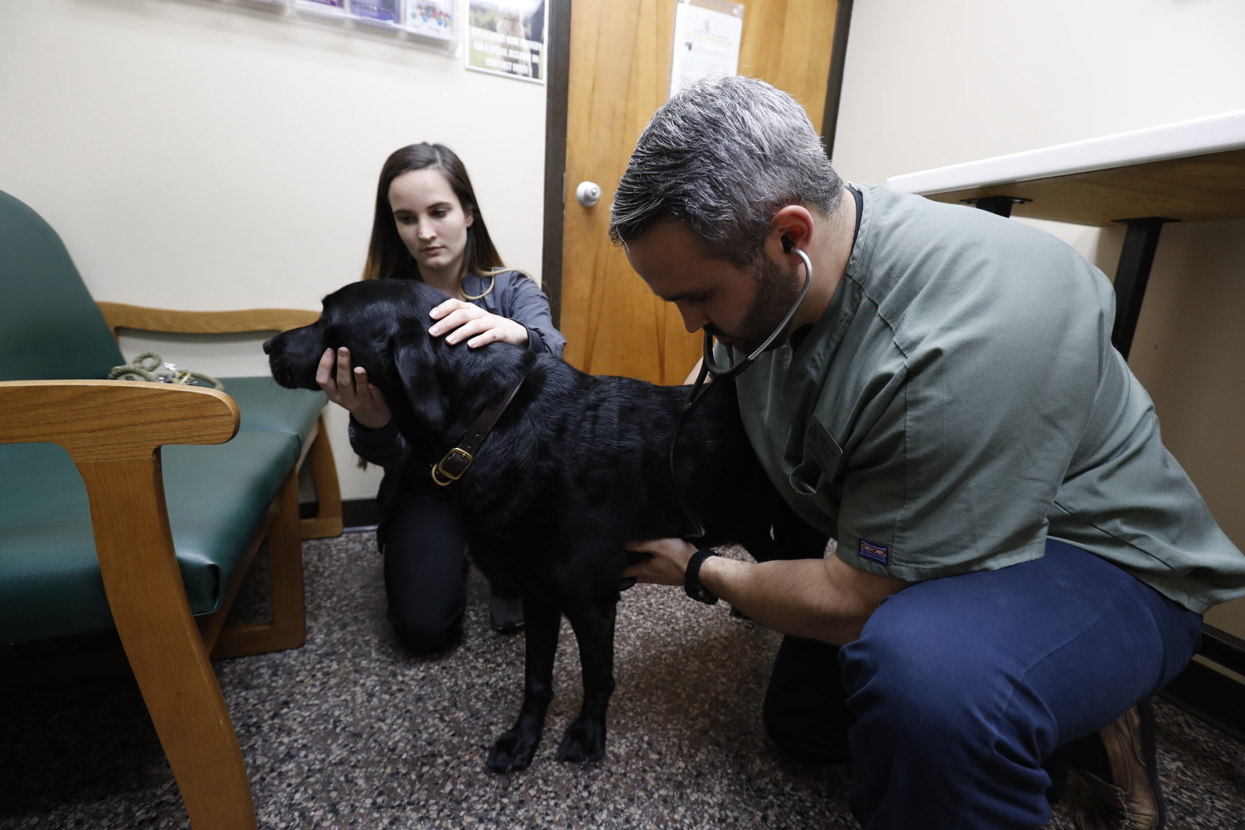 Understanding Service Animal Protections Under the Americans with ...